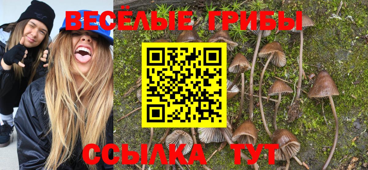 Галлюциногенные грибы Psilocybe Нягань